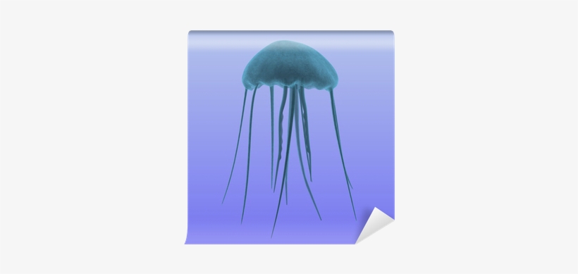 Jellyfish, transparent png download