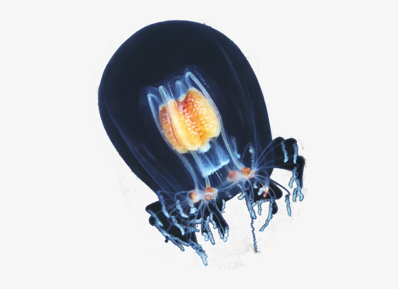 Web Design, transparent png download
