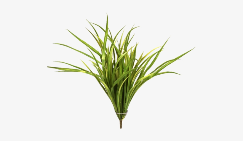 Protectionmagic - Sweet Grass, transparent png download
