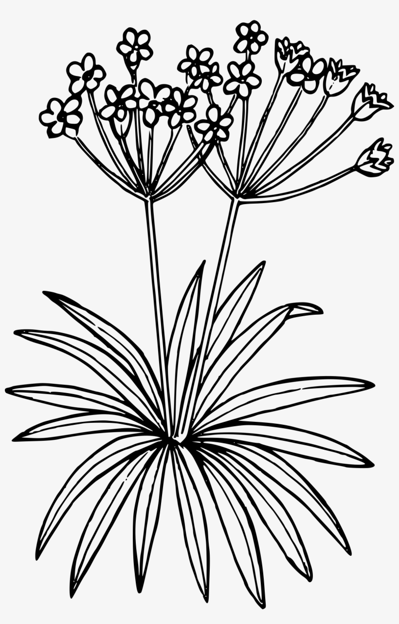 This Free Icons Png Design Of Northern Fairy Candelabra, transparent png download