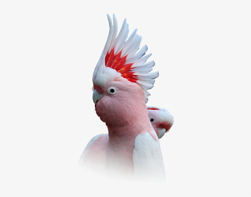 Major Mitchell Cockatoo Underside Of Wings Are Pantone - Cockatoo, transparent png download