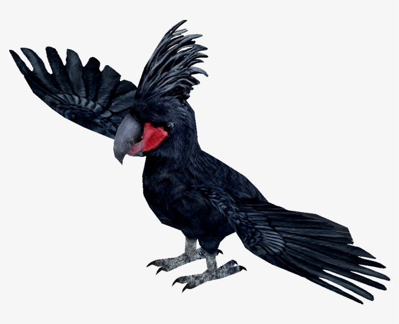 Ytswhay - Cockatoo, transparent png download