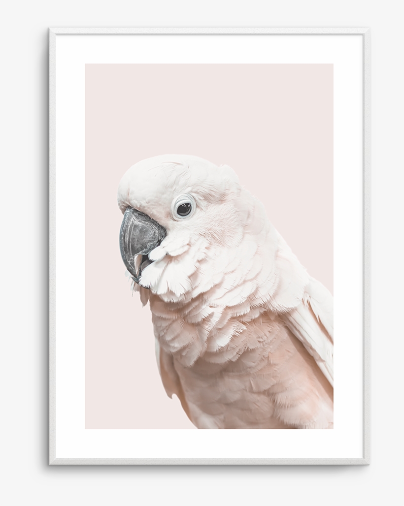 Cockatoo On Blush - Cockatoo, transparent png download