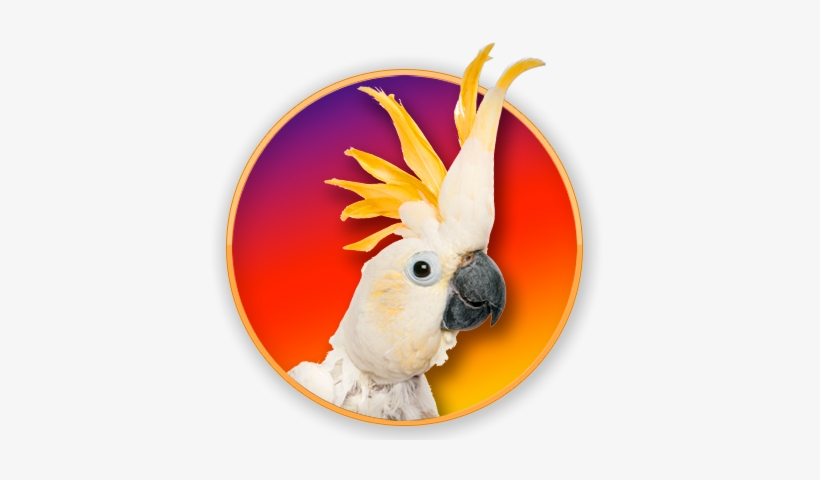 Sulphur-crested Cockatoo, transparent png download