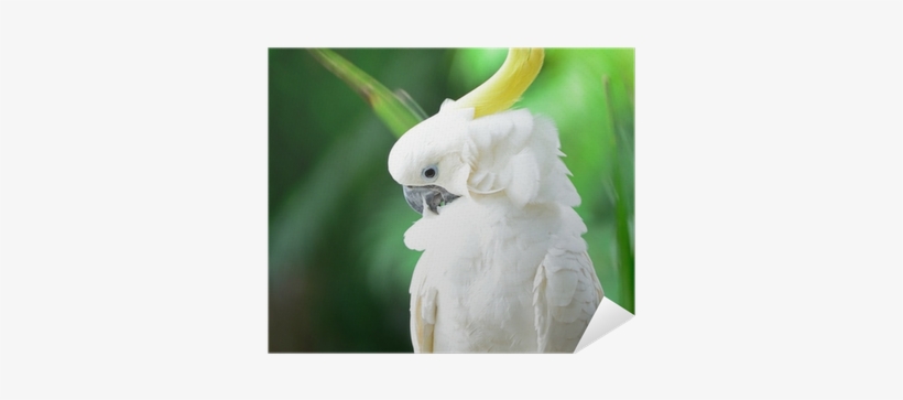 Cacatua, transparent png download