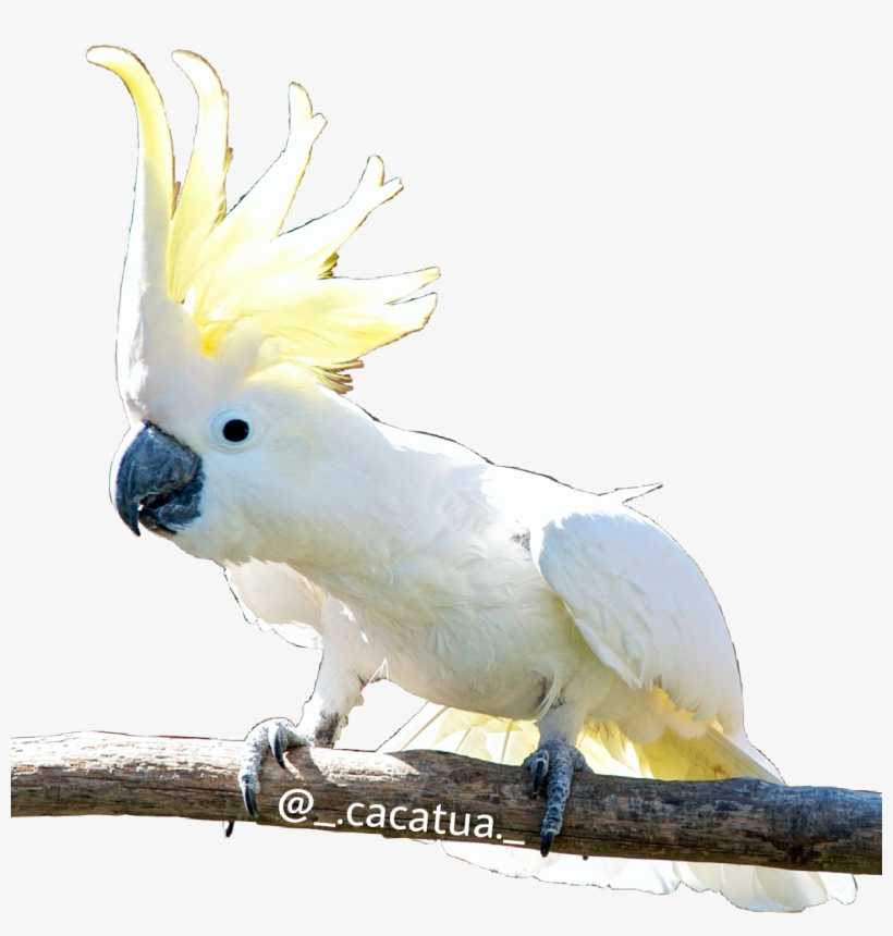 Cacatua Kktua Cacatúa Cockatoo Cacatoès Kakadu Follow - Rarest Parrot, transparent png download