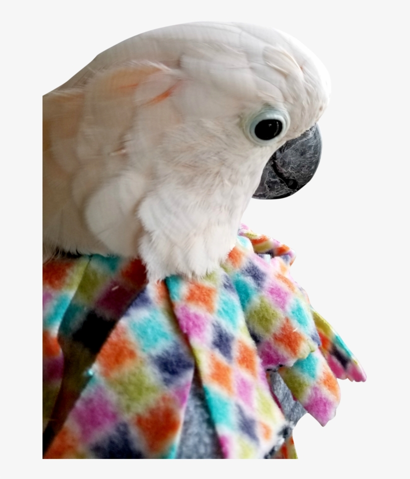 Unruffledrx Fleece Parrot Collar, Velcro Closure - Cockatiel Makeshift Tube Collar, transparent png download