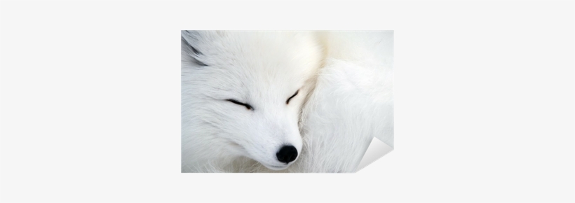 Белые Лисы, transparent png download