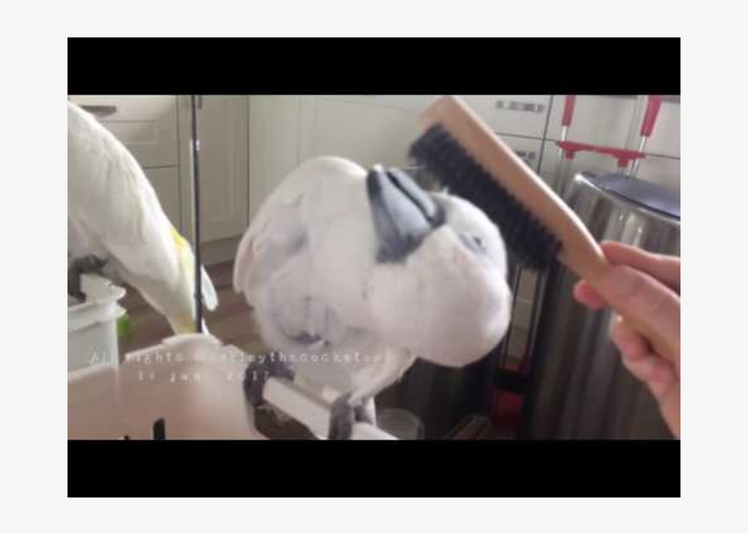 Parrot, transparent png download