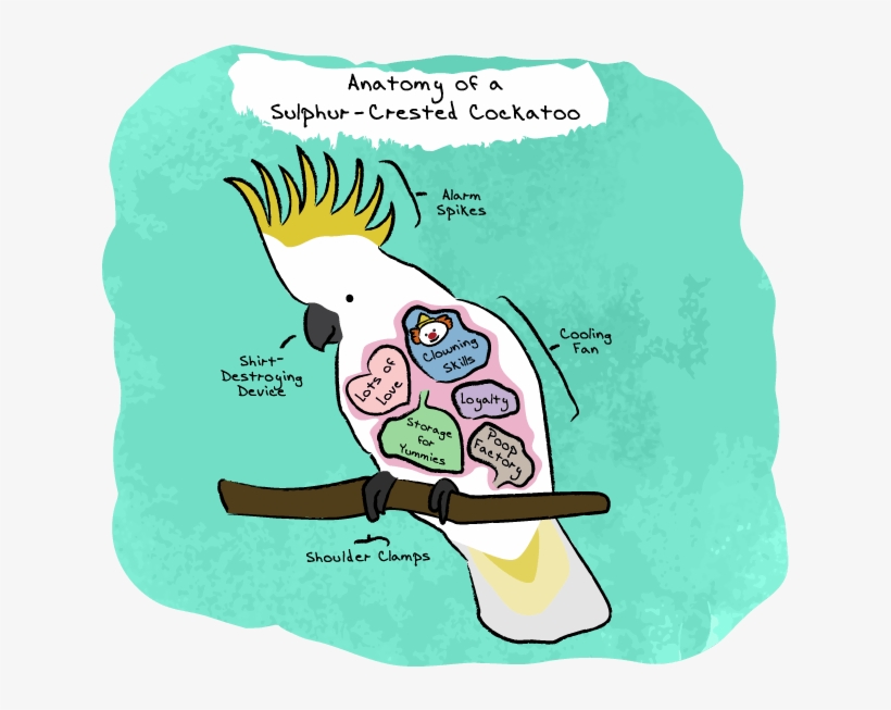 Anatomy Of A Sulphur-crested Cockatoo - Cartoon, transparent png download