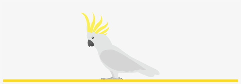 The Average Longevity Of A Cockatoos Parrot Is 50 To - Sulphur-crested Cockatoo, transparent png download