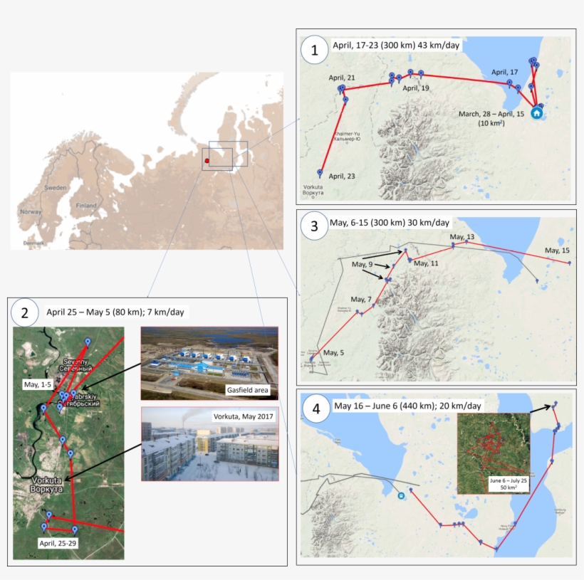 Tracks Of The Arctic Fox From Vortuka And Back, With - Water, transparent png download