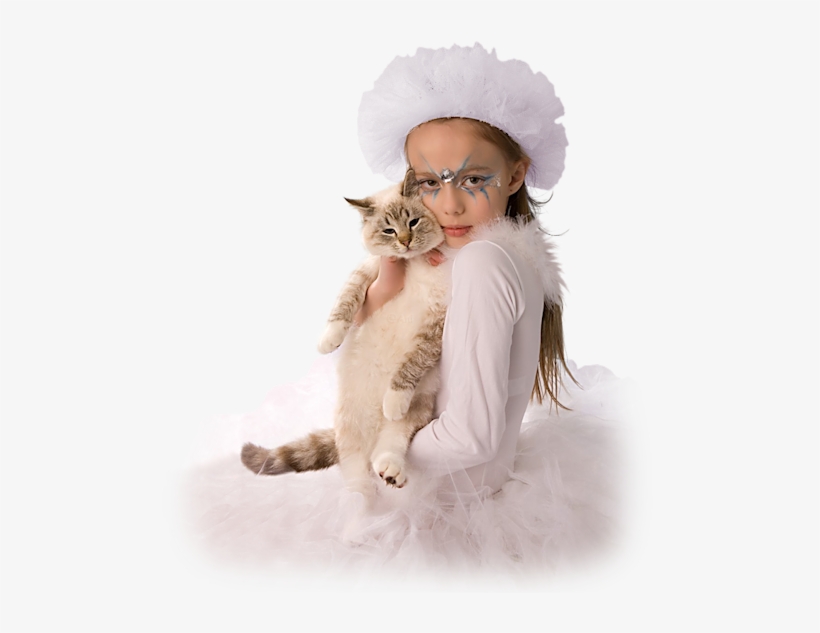 British Longhair, transparent png download