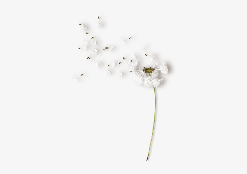 «nld Dandelion Sh » On Yandex - Белые Одуванчики Пнг, transparent png download