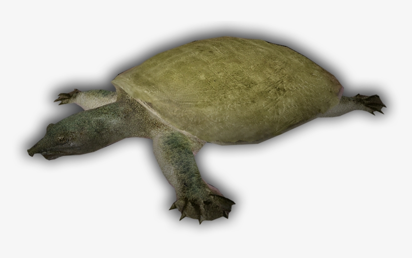 Cuatro Ciénagas Softshell - Tortuga De 4 Cienegas, transparent png download