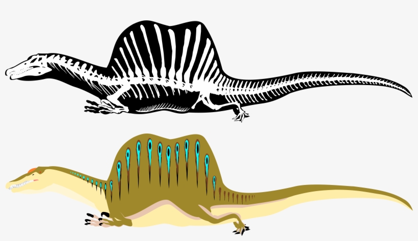 Spinosaurus Slide Skeleton By Michell Vall-d8gbdxf, transparent png download