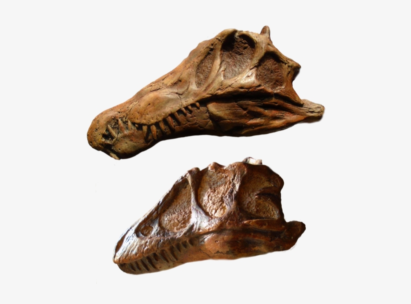 Spinosaurus And T Rex Skull Set From The Prehistoric - Tyrannosaurus Juveniles Skulls, transparent png download