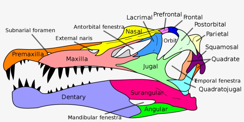 Open - Spinosaurus Skull Diagram, transparent png download