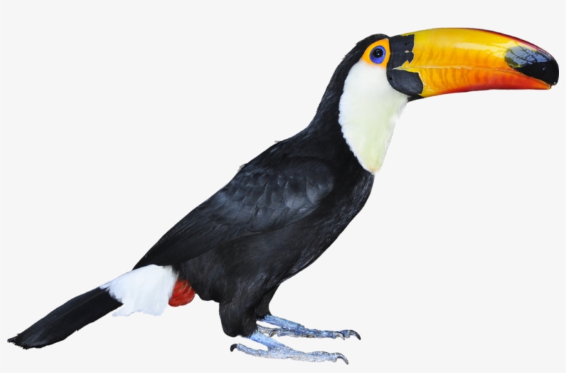 Aves - Imagens De Aves Png, transparent png download