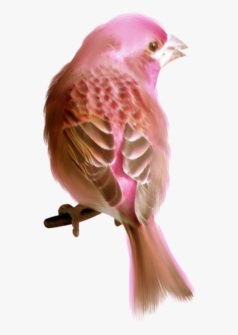 Spring Bird Bronze Cabochon Ring, transparent png download