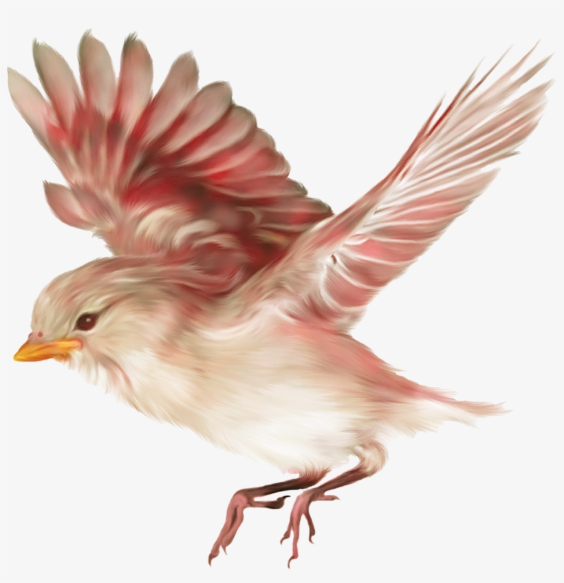 Aves Png - Drawing Birds, transparent png download