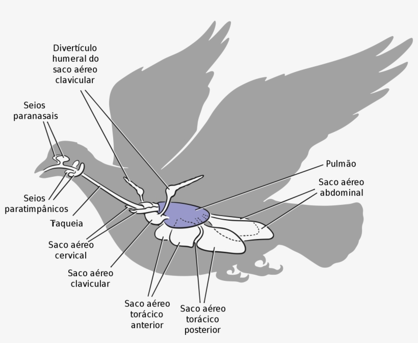 Open - Respiratory System Of Birds Pdf, transparent png download
