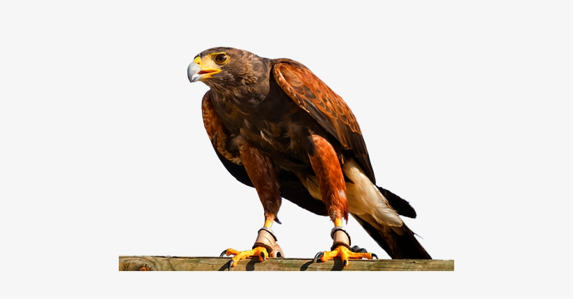 Águila - Aves De Rapiña Png, transparent png download
