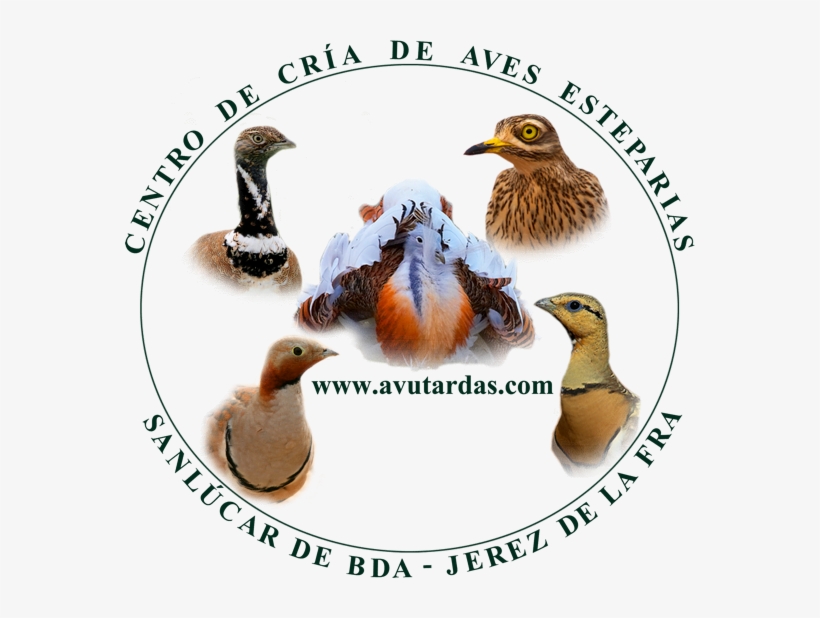 - - Www - Avutardas - Com - - Centro De Crias De Aves - Jerez De La Frontera, transparent png download