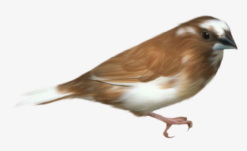 Aves Png - 2/4 - Birds Transparent Png, transparent png download