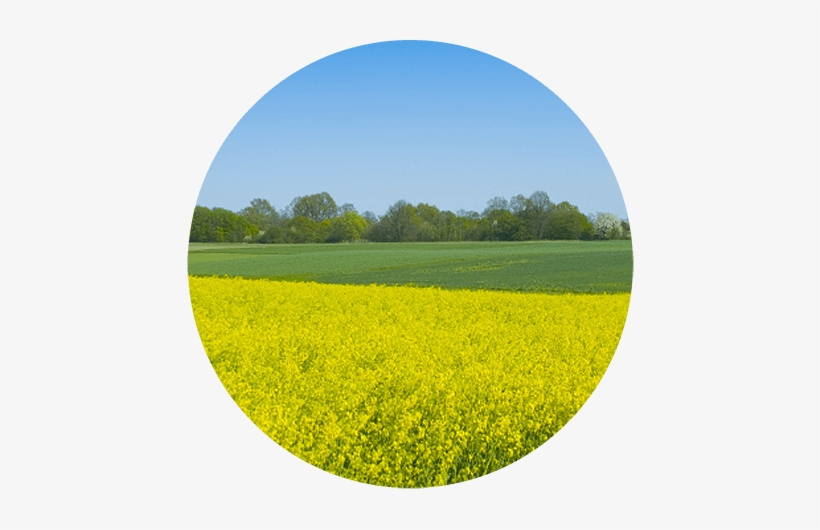 Air Purifiers For Pollen Allergies - Allergy, transparent png download