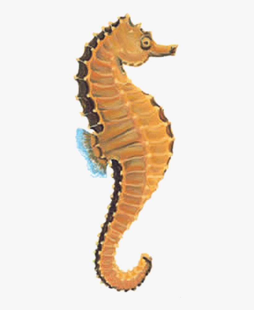 Download Free Seahorse Types Of Tropical Fish Transparent Png