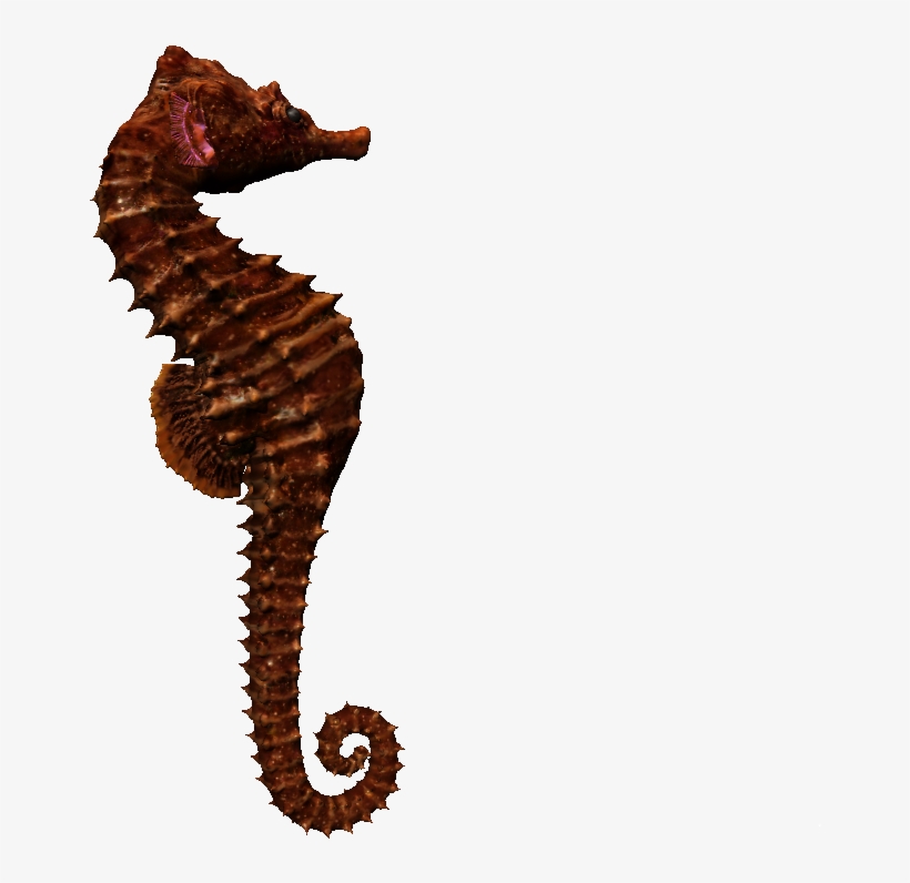 Sea-horse - Northern Seahorse, transparent png download