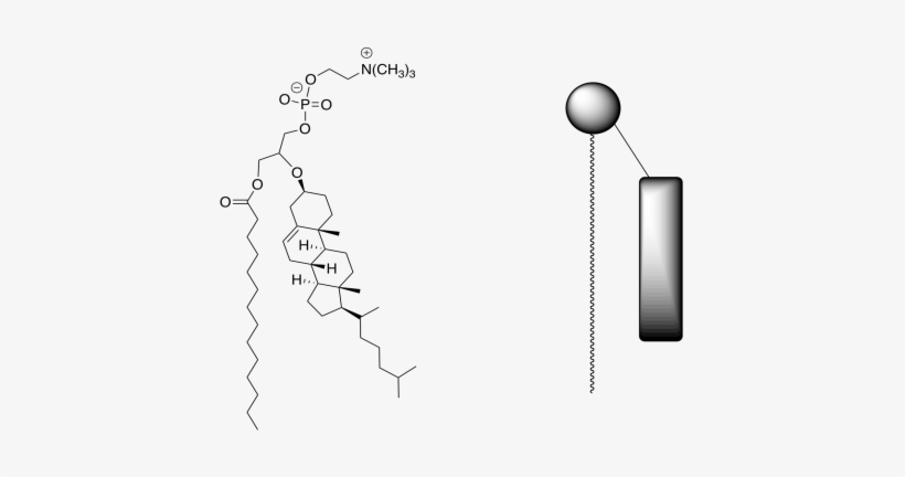 H) On The Structure Of The Phosphatidylcholine, Put - Structure, transparent png download