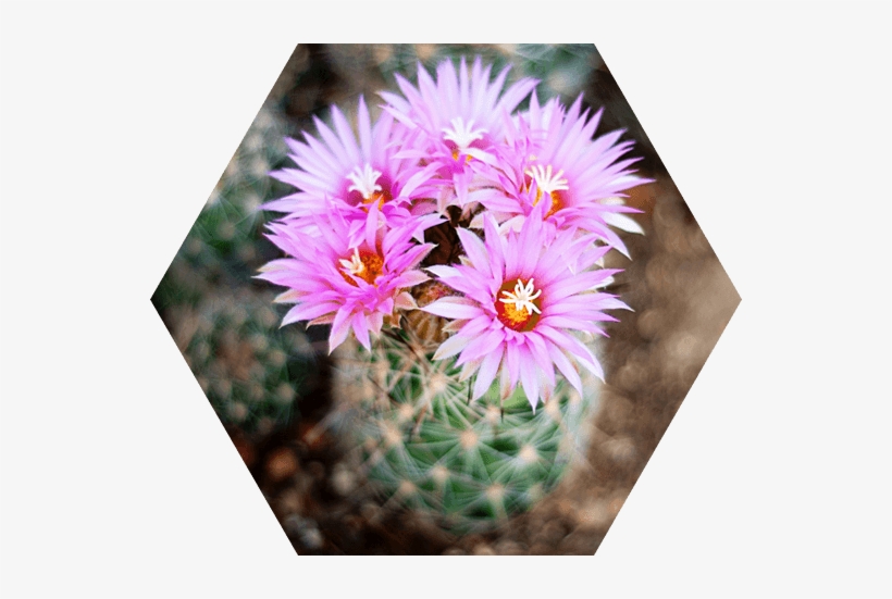 Nursery - Cactus, transparent png download