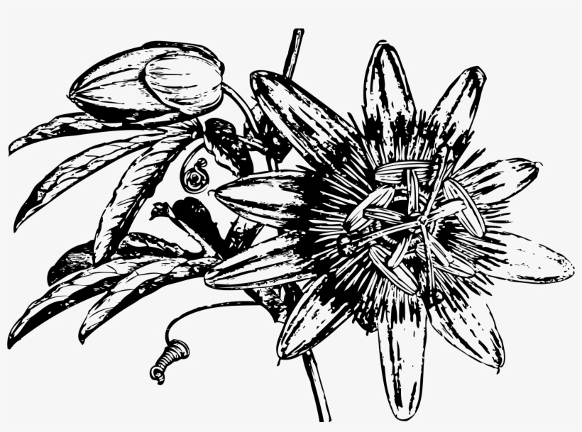 Passion Flower Banner Freeuse - Passiflora Illustration, transparent png download