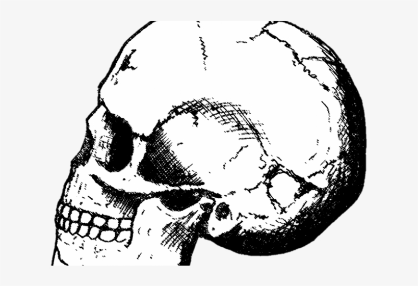 Black Mamba Clipart Skull - Drawing Of Early Human, transparent png download