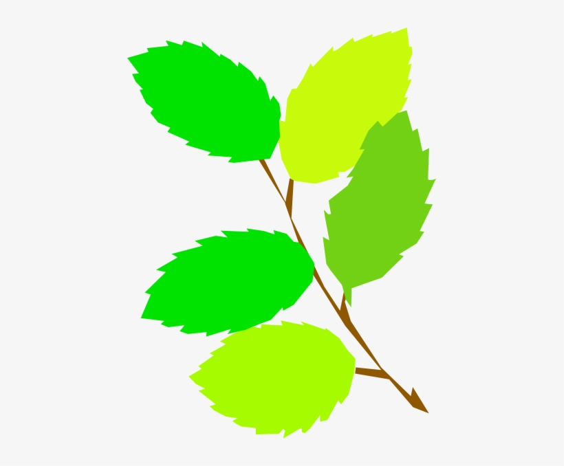Branch And Leaves Clipart, transparent png download