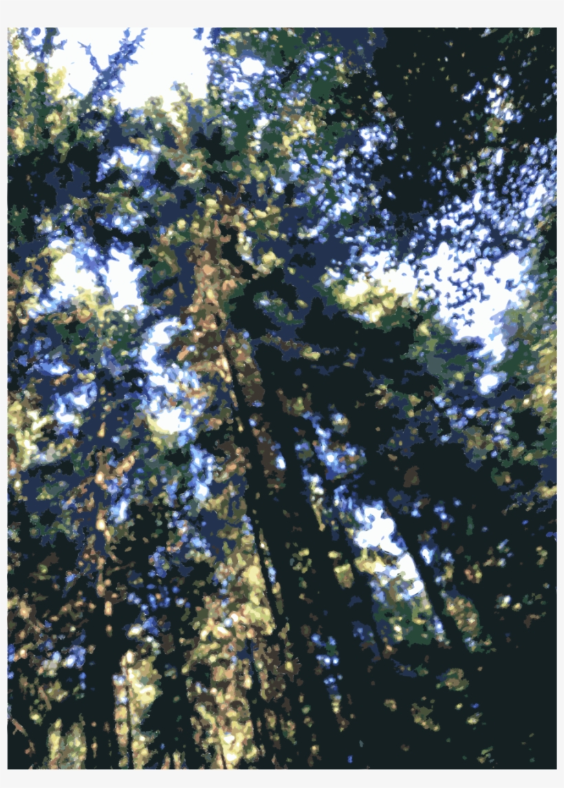 Rainforest Clipart Valdivian Temperate Rain Forest - Rainforest, transparent png download