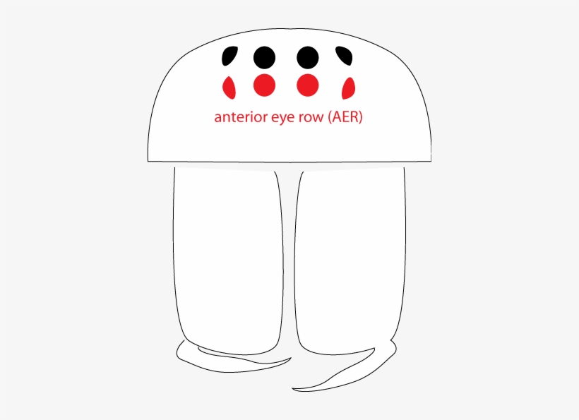 4 Eyes, Usually Arranged In A Straight Or Slightly, transparent png download