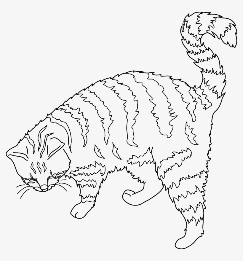 Medium Image - Cat Outline, transparent png download
