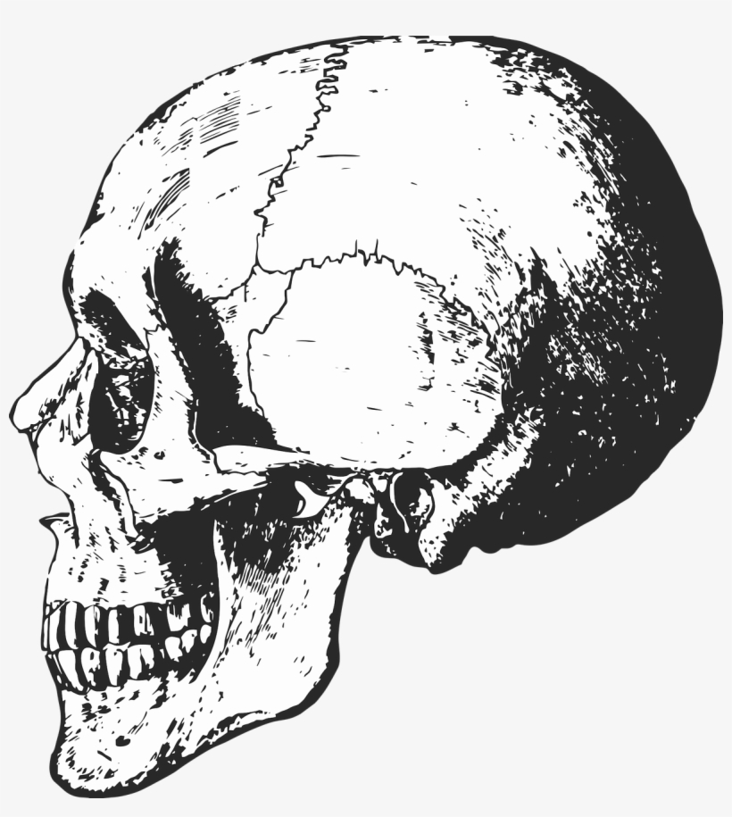 Black And White Skeleton Skull, transparent png download