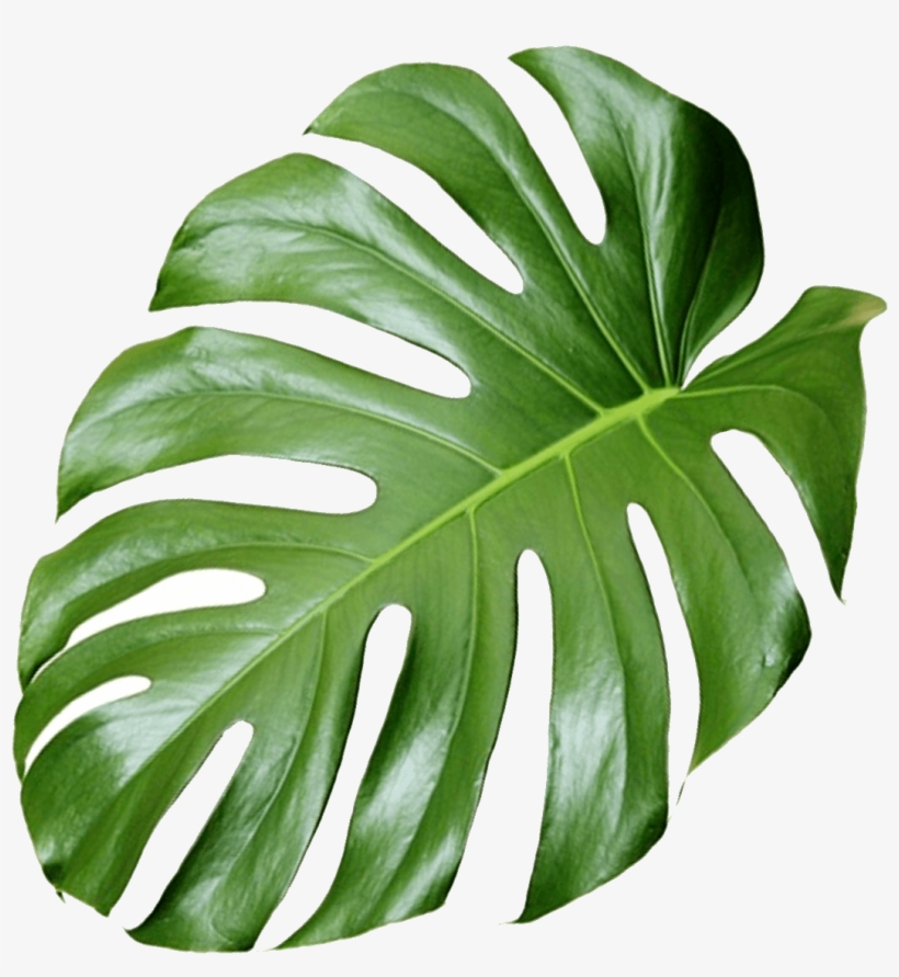 Shop Дыхательная Гимнастика Анстрельниковой - Monstera Leaf Png, transparent png download