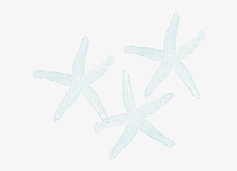 Starfish Clipart Three - Private Listing For Pam 2 Pair Custom Angela Style, transparent png download