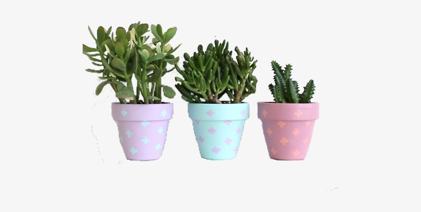 Cactus Pots🌵✨ - Flowers In Pots Png, transparent png download