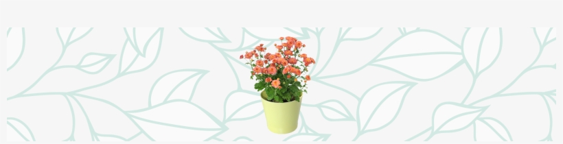 And They Blossom Into A Variety Of Hues From Pinks - Bouquet, transparent png download