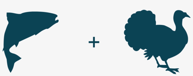 Wild Salmon Turkey - Cat, transparent png download