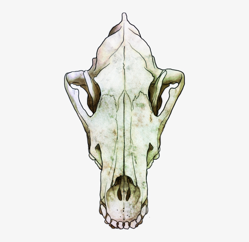 Guest - Animal Jam Clans, transparent png download