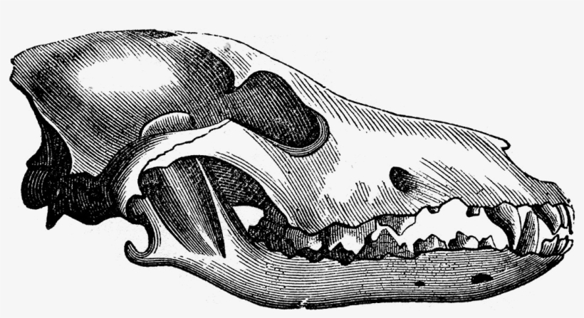 Wolf Skull, transparent png download