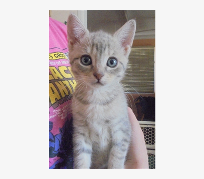 Photo Of Captain Hook - Arabian Mau, transparent png download