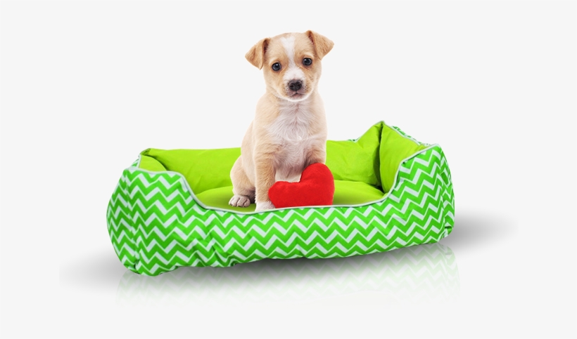 Sign Up Donate - Companion Dog, transparent png download